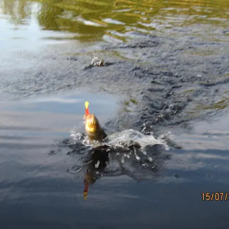 Konukevi Karvisen Kissanpaeivaet Joensuun Laehellae