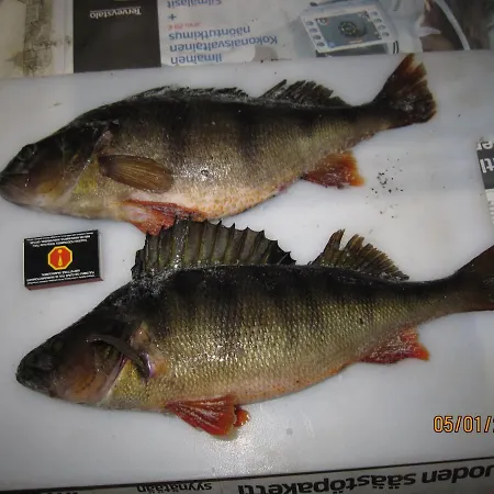 Karvisen Kissanpaeivaet Joensuun Laehellae Konukevi Ruokola